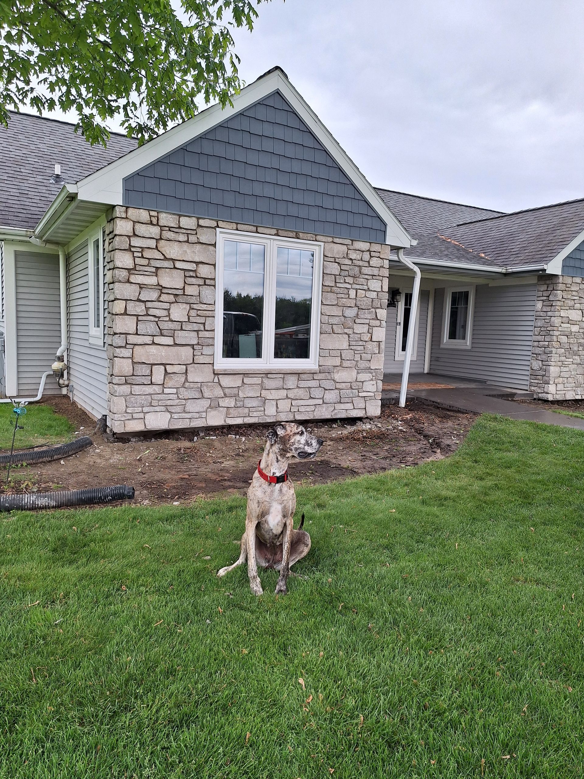 Greyhound dog sitting on grass in front of a house with stone and blue siding.