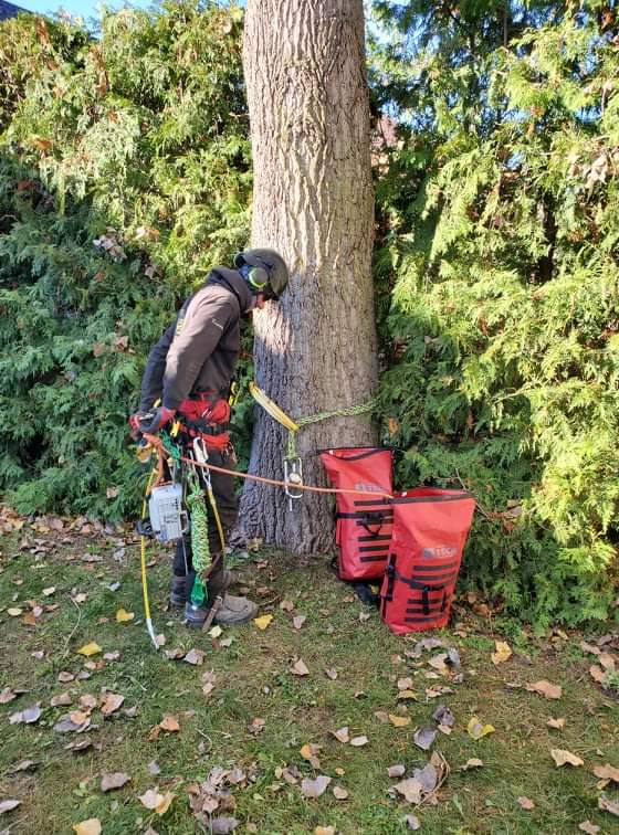 Un homme se tient à côté d'un arbre avec une corde attachée.