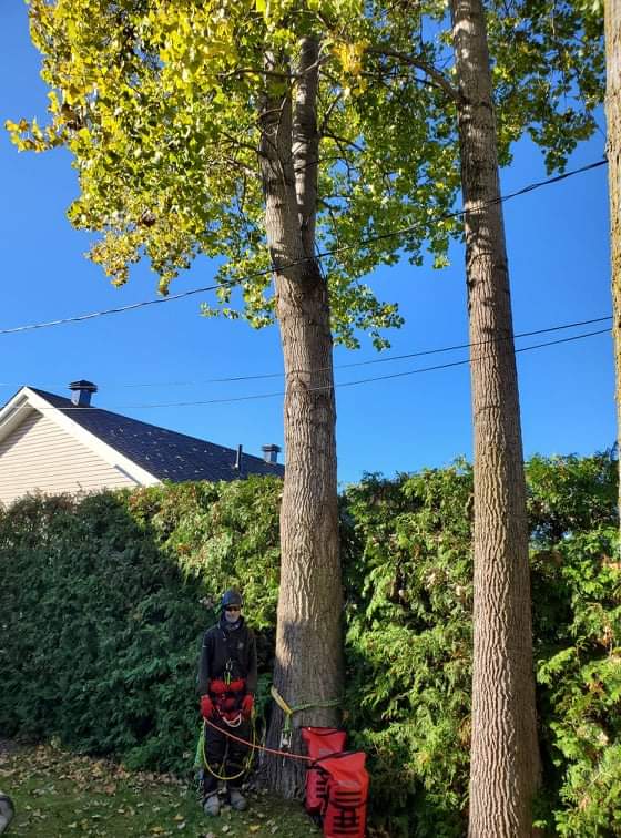 Un homme se tient à côté d'un arbre avec une tondeuse à gazon.