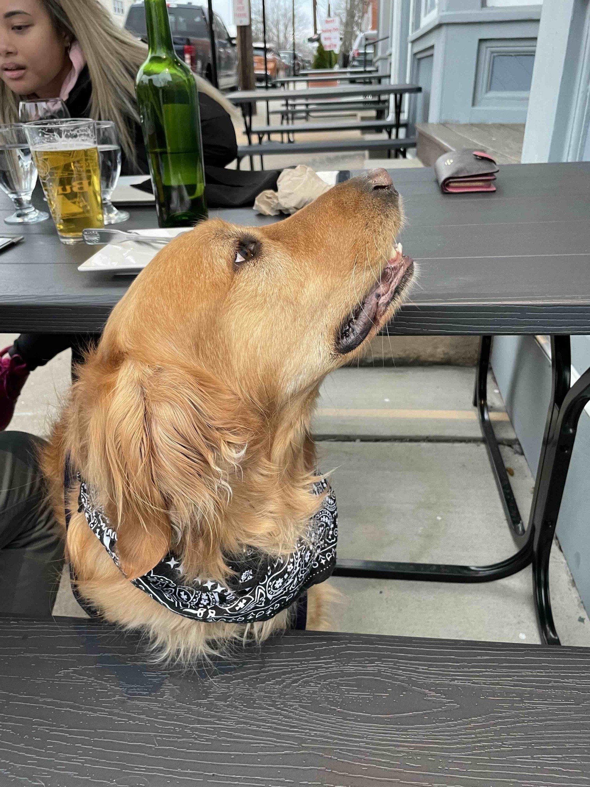 Bringing your dog to restaurants in Simsbury CT