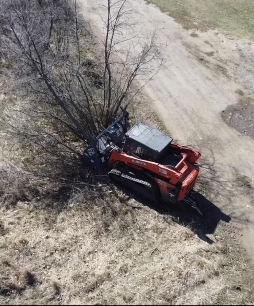 tree removal