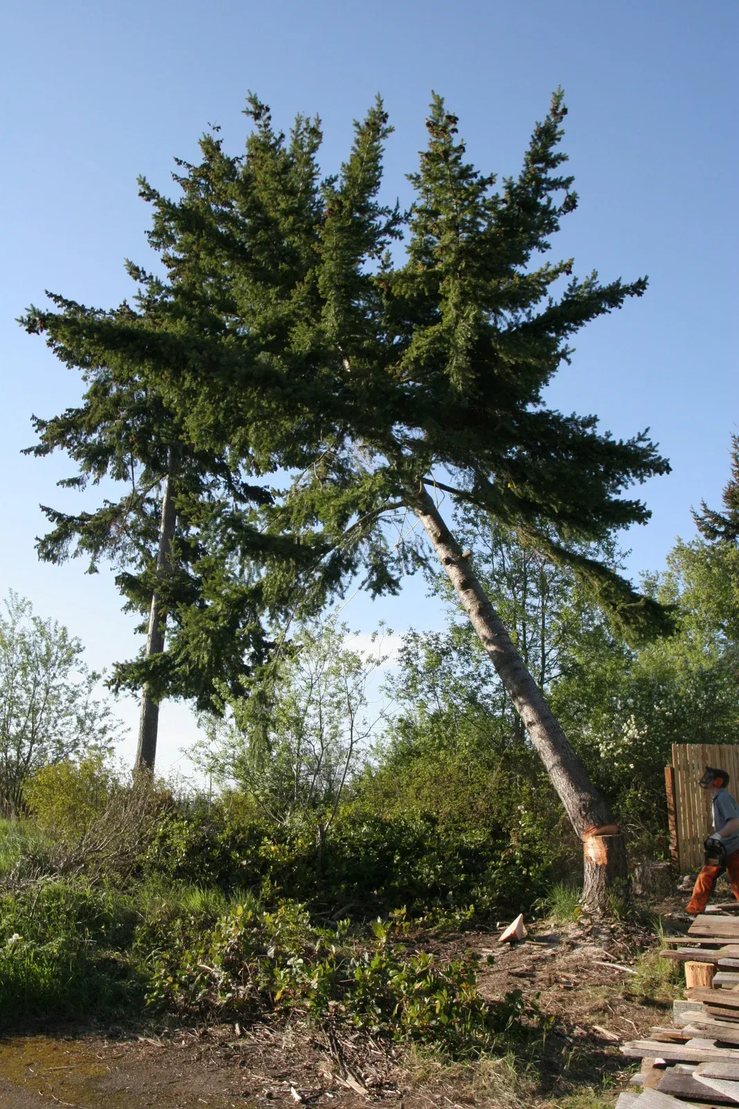 A tall tree leans after being cut, its top still green. A person is nearby in a sunny outdoor setting.