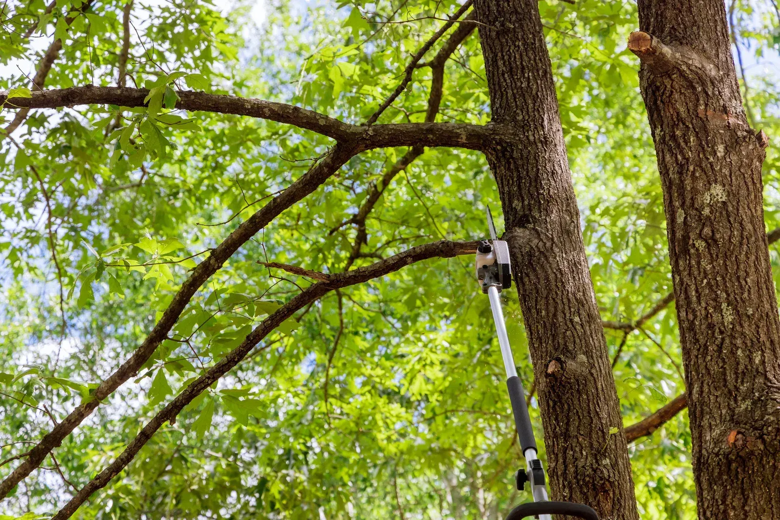A person using a pole saw to trim branches from a tree.
