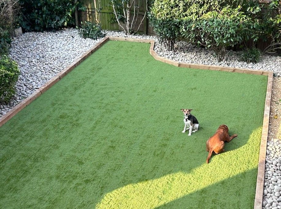 dog on artificial turf in Market Deeping