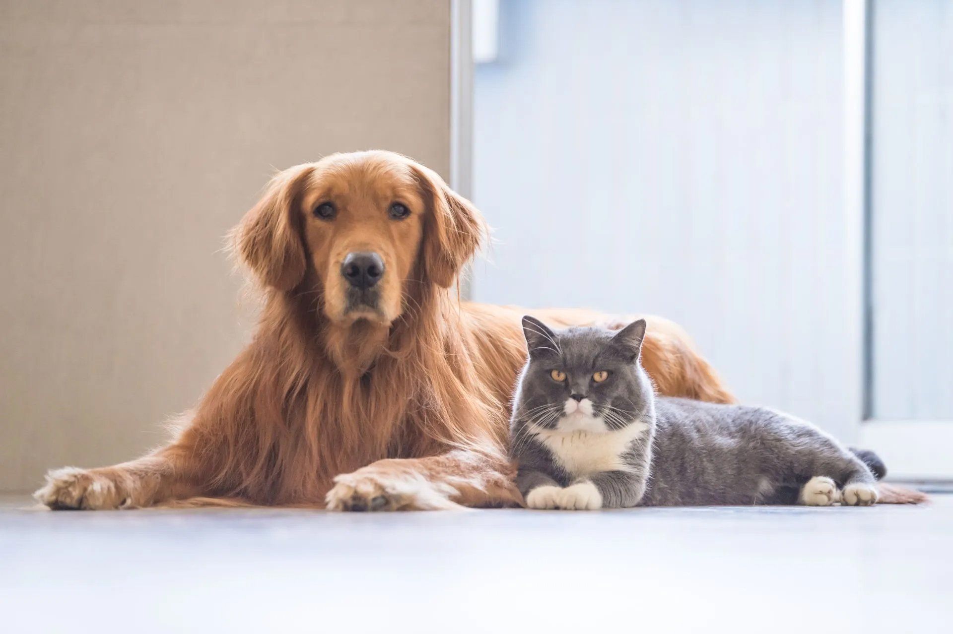 Golden Retriever And An American Cat - Montrose, PA - Town & Country Veterinary Services