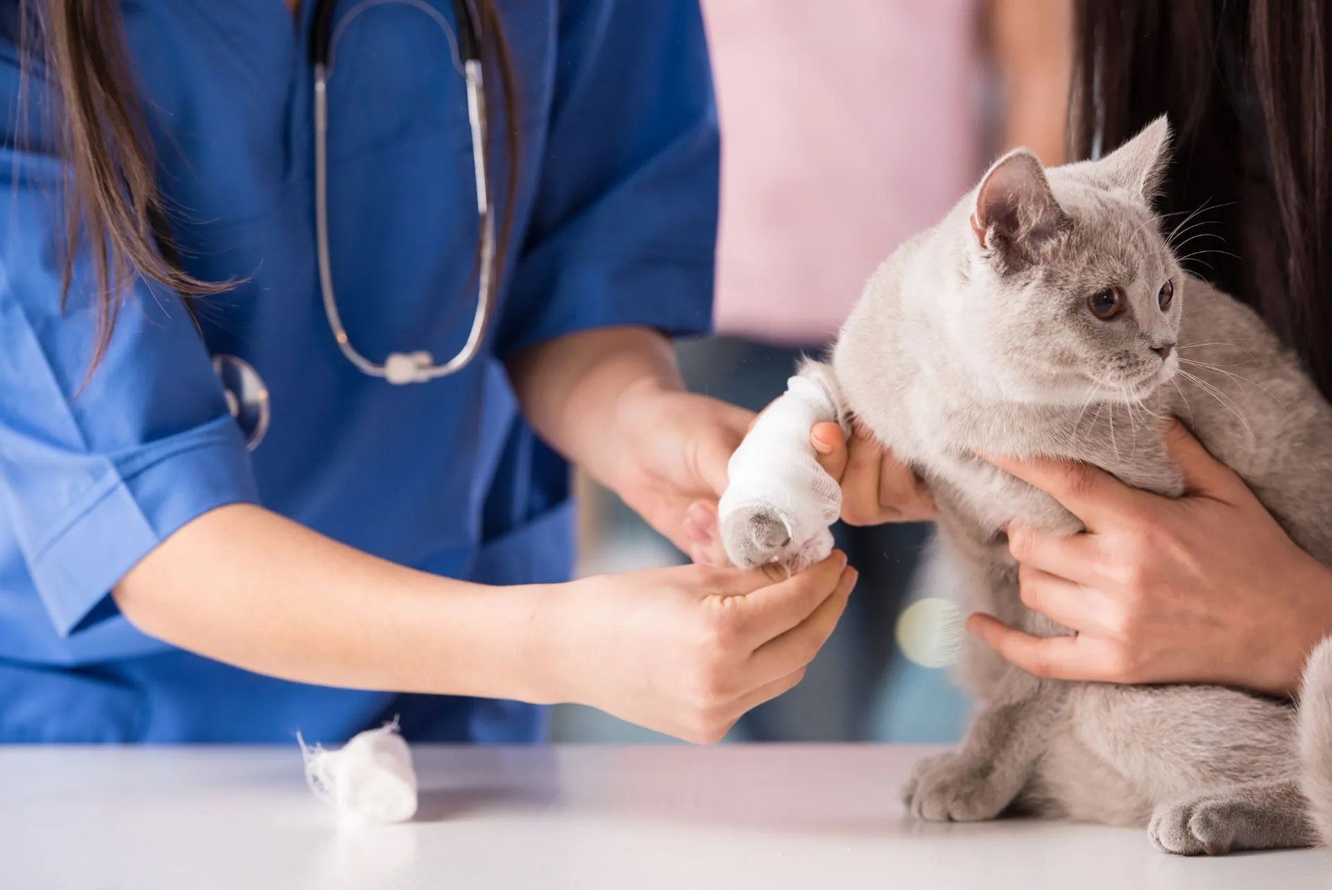Cat Vet Care - Montrose, PA - Town & Country Veterinary Services