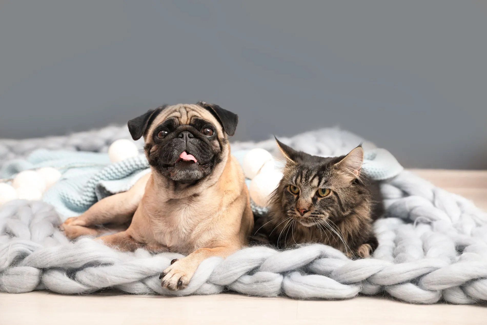 Pug And A Cat - Montrose, PA - Town & Country Veterinary Services