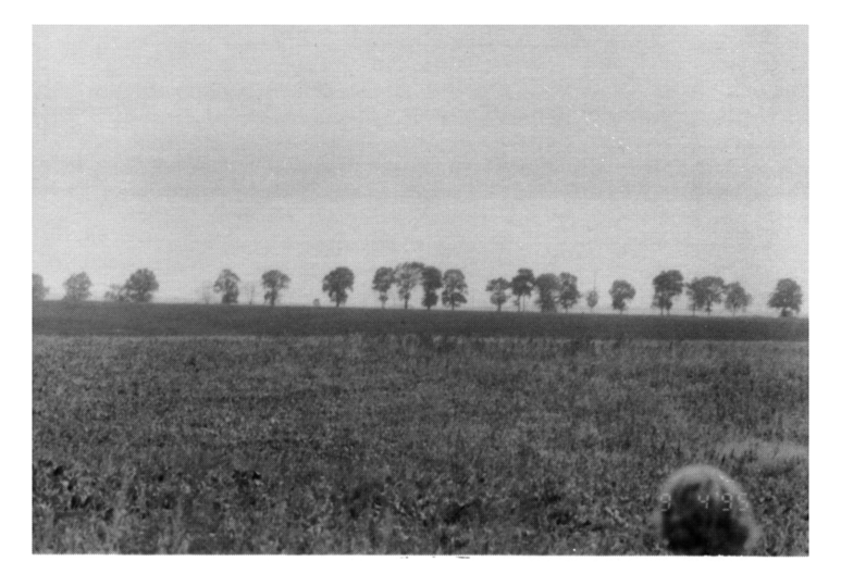 774_Skalat_mass_graves