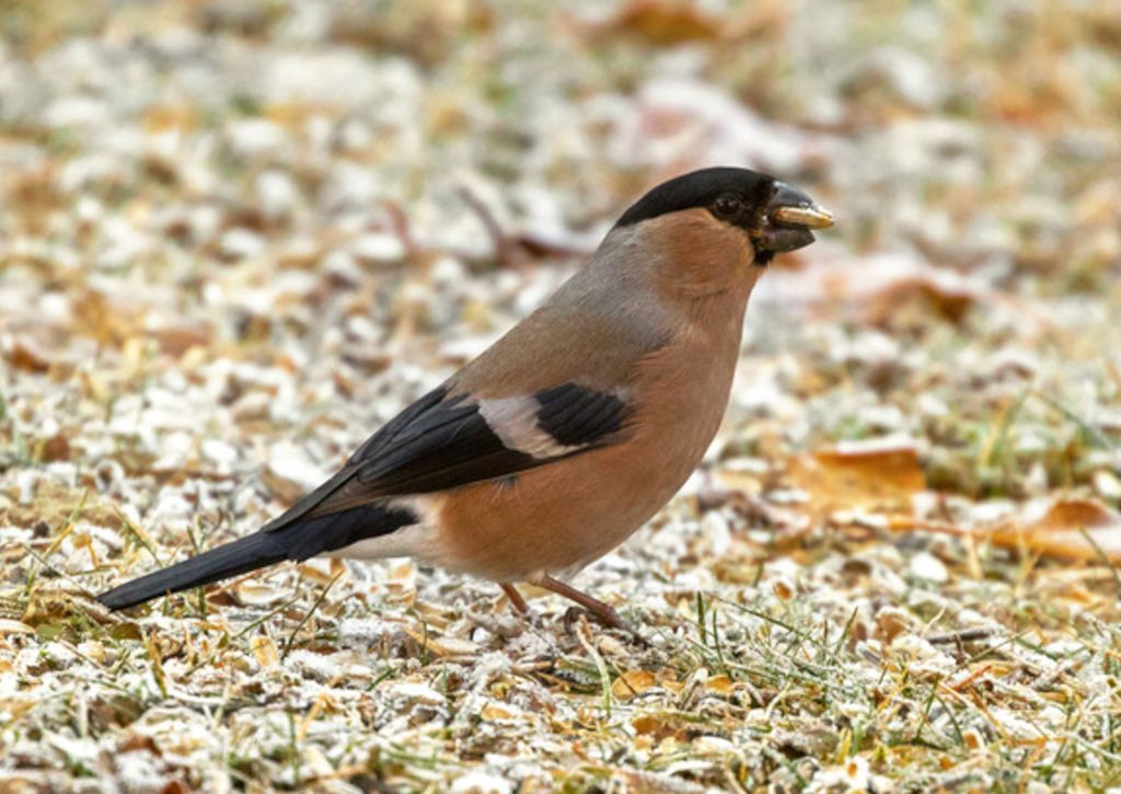 grass seed - Hanover, PA