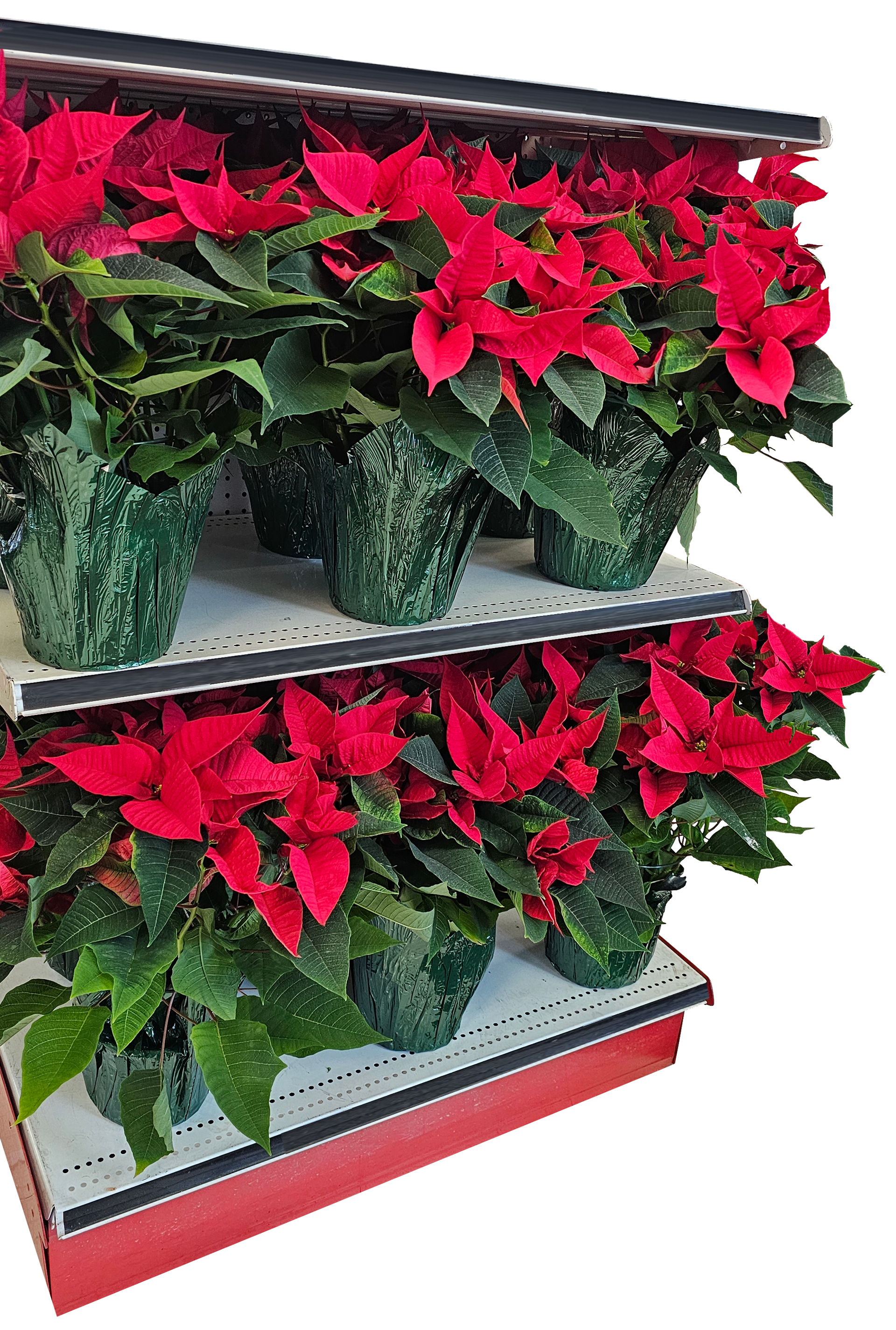 Poinsettias - Hanover, PA