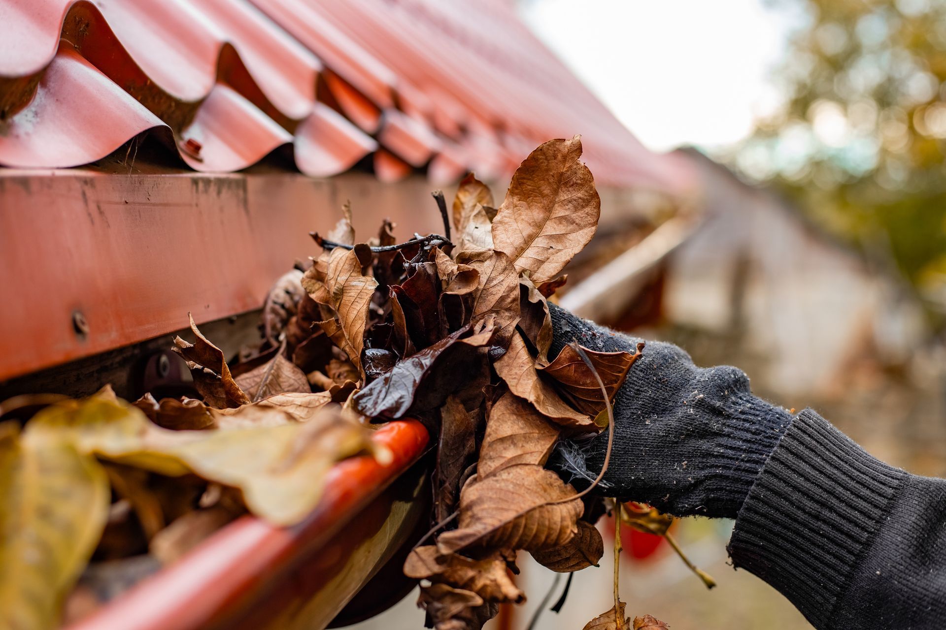 Gloved hand clearing fallen leaves from a red gutter on a roof.