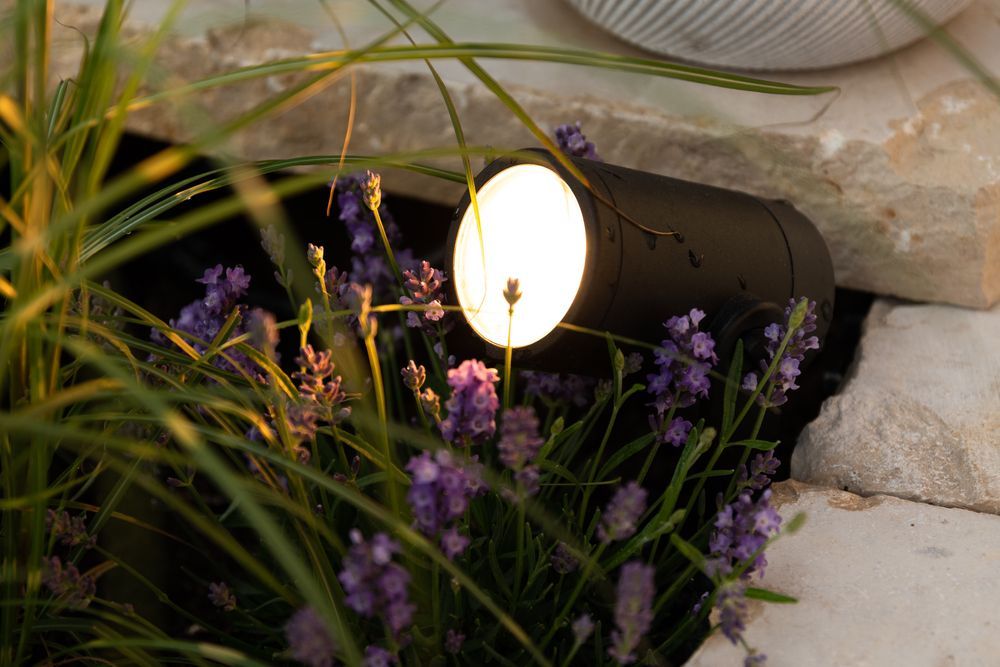 Una luce splende sui fiori viola in un giardino.