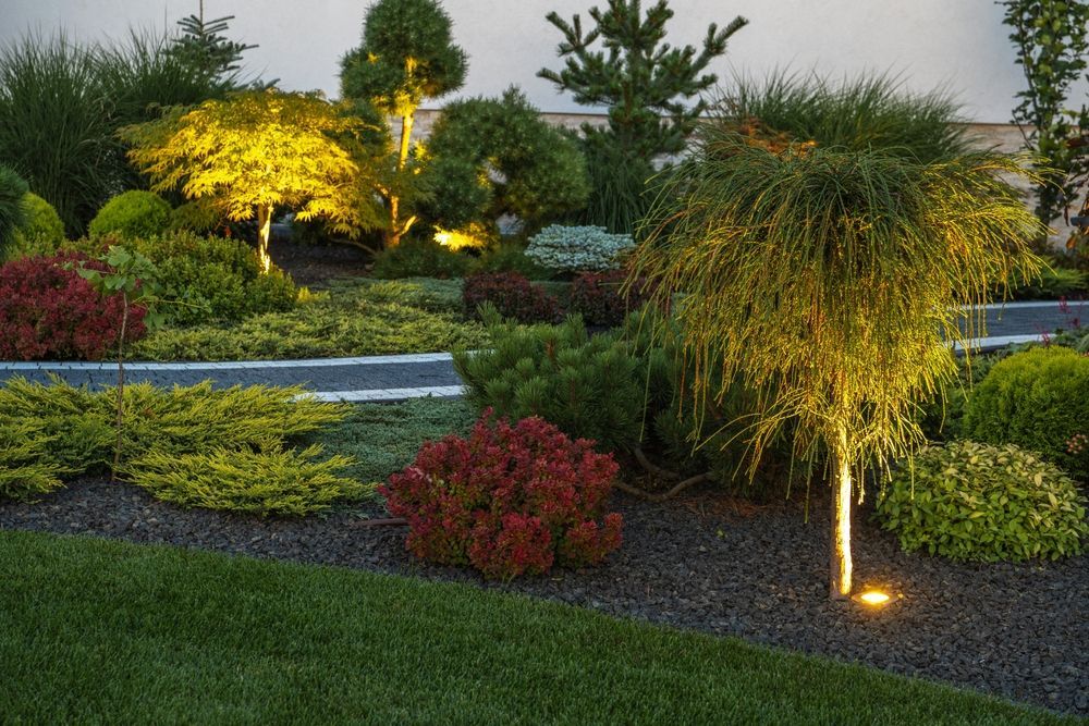 Un giardino con alberi e cespugli illuminati di notte.