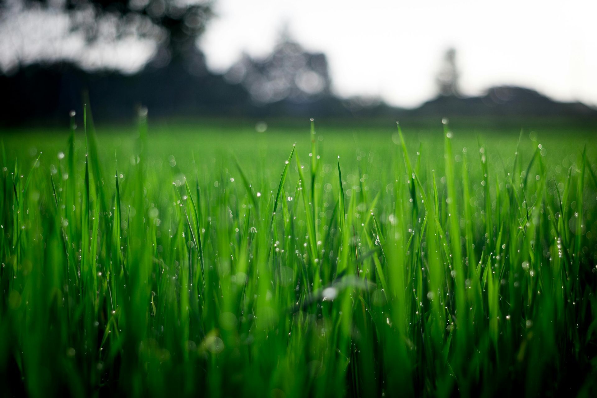 Un primo piano di un campo di erba verde con gocce d'acqua sopra.