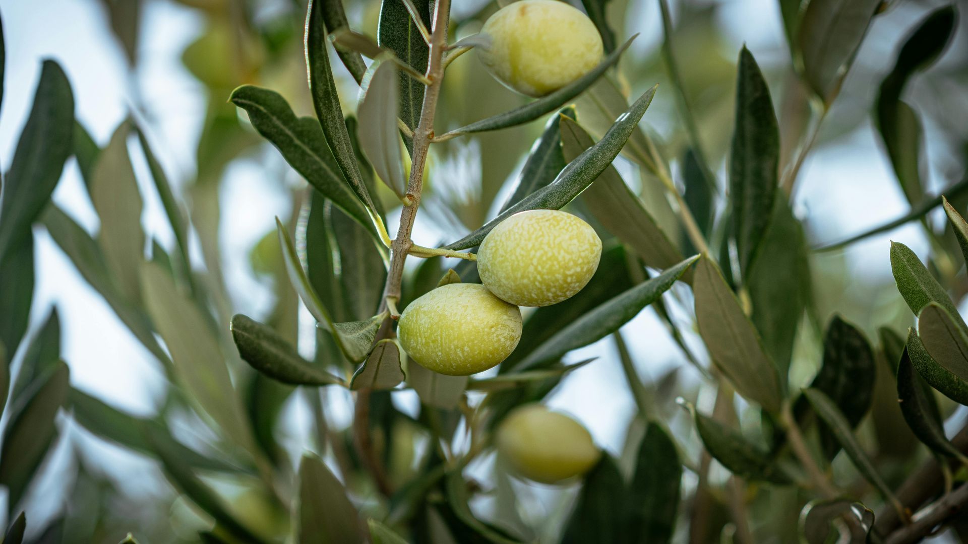 potatura olivo