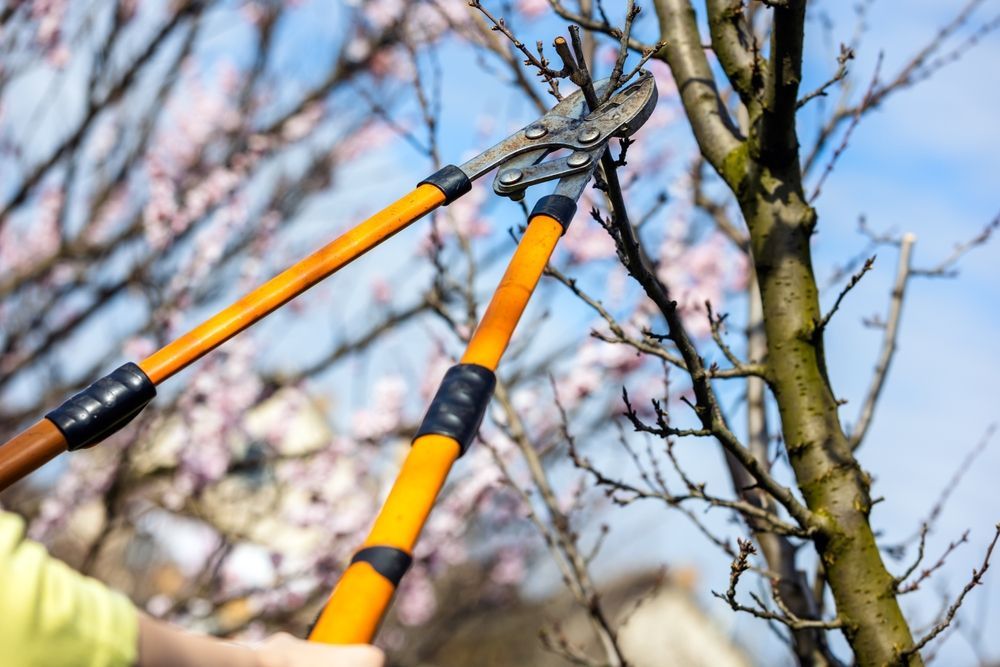 Una persona sta potando un albero con un paio di forbici.