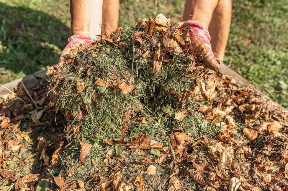 A Person Is Holding A Pile Of Leaves In Their Hands — Blondies Bins in Proserpine, QLD
