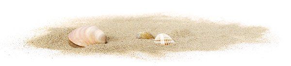 sea shells on sand