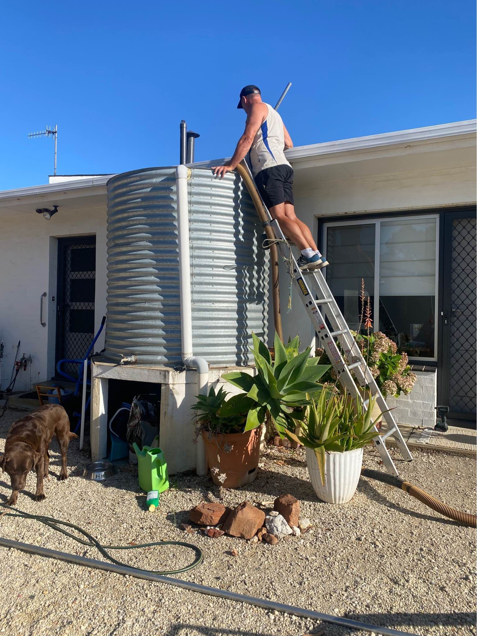 Man on ladder checks water tank near a house, with a dog nearby. Sunny day.