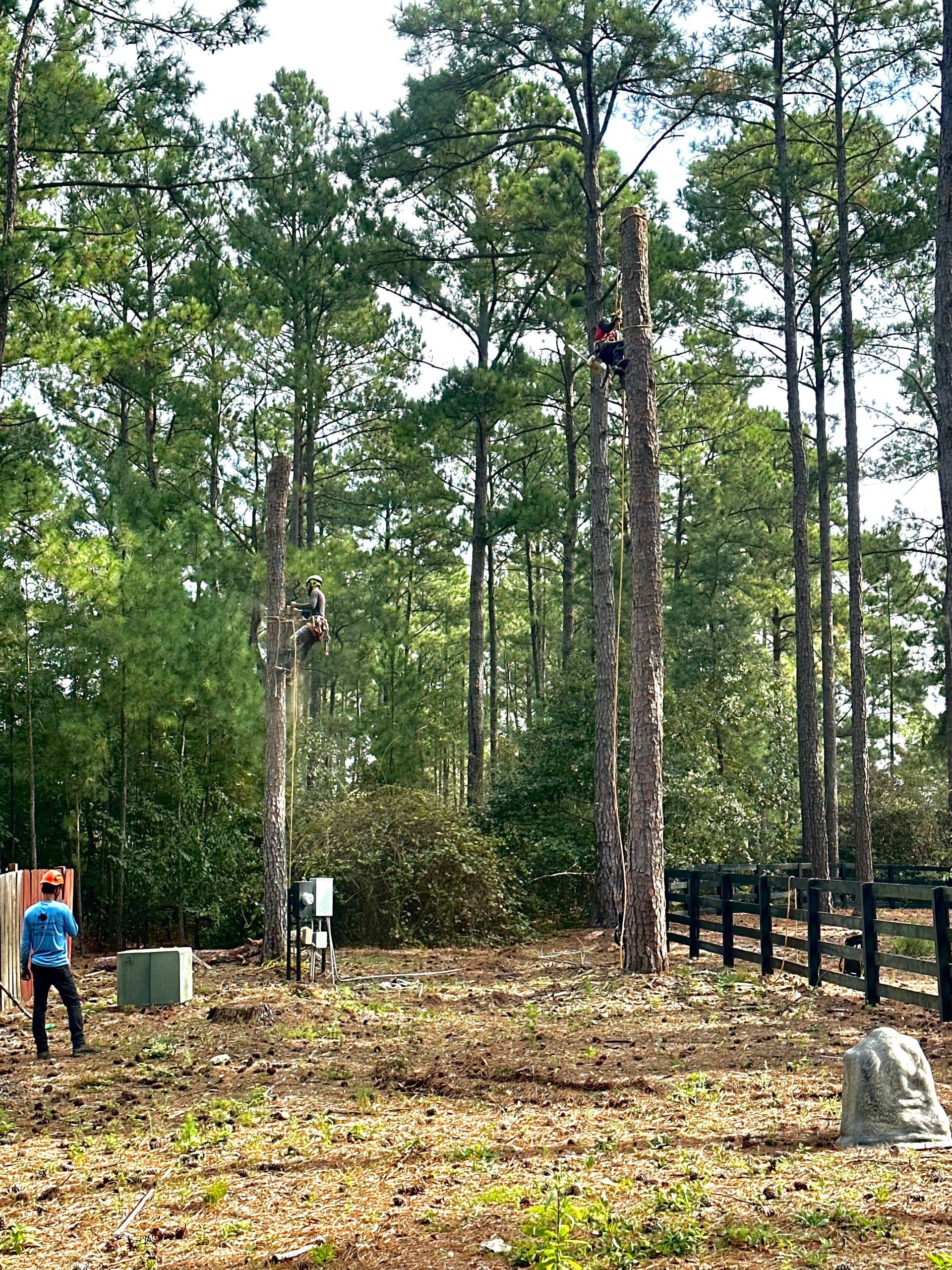 Paz Tree Service TX Houston