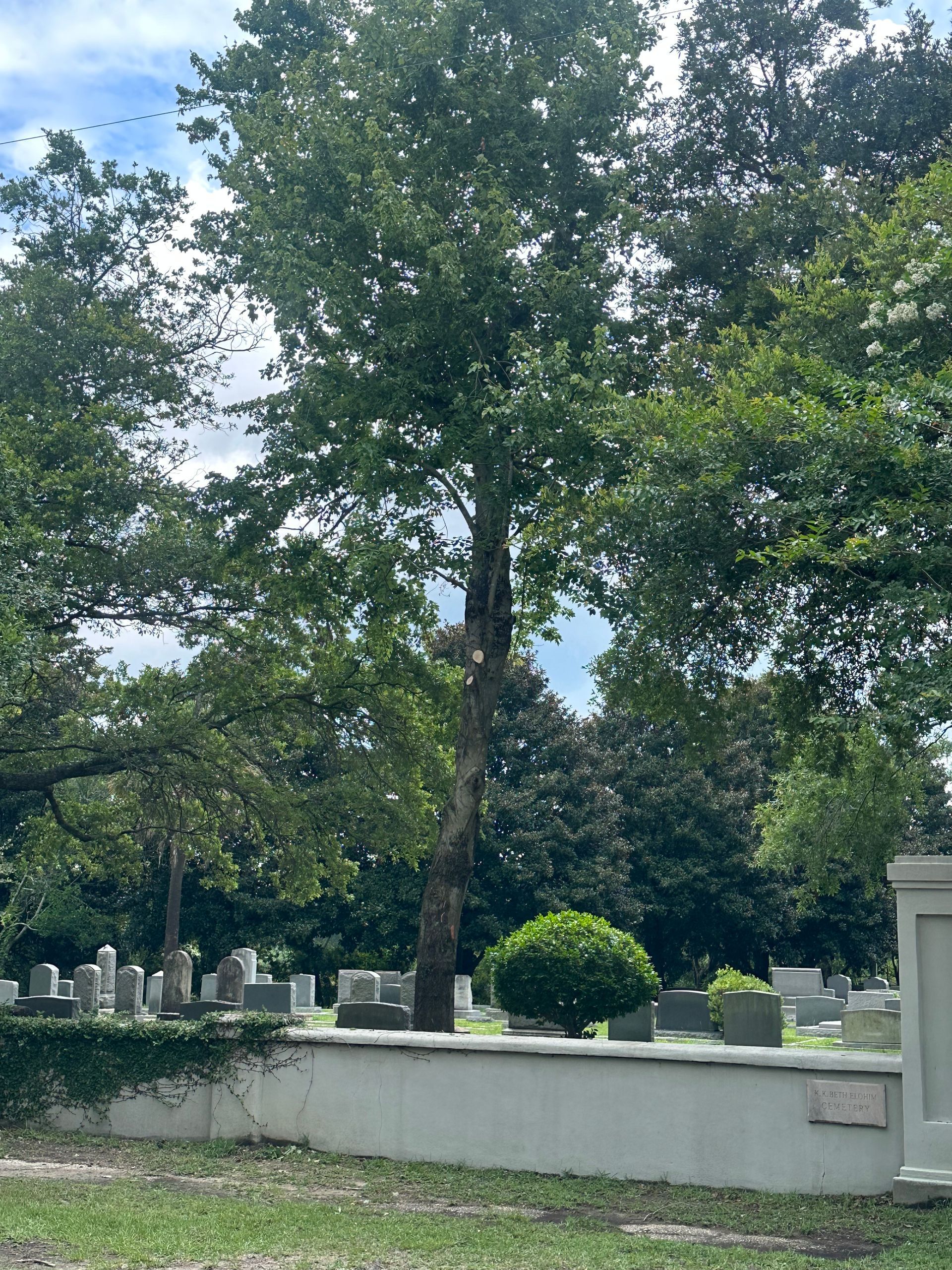 Paz Tree Service TX Houston