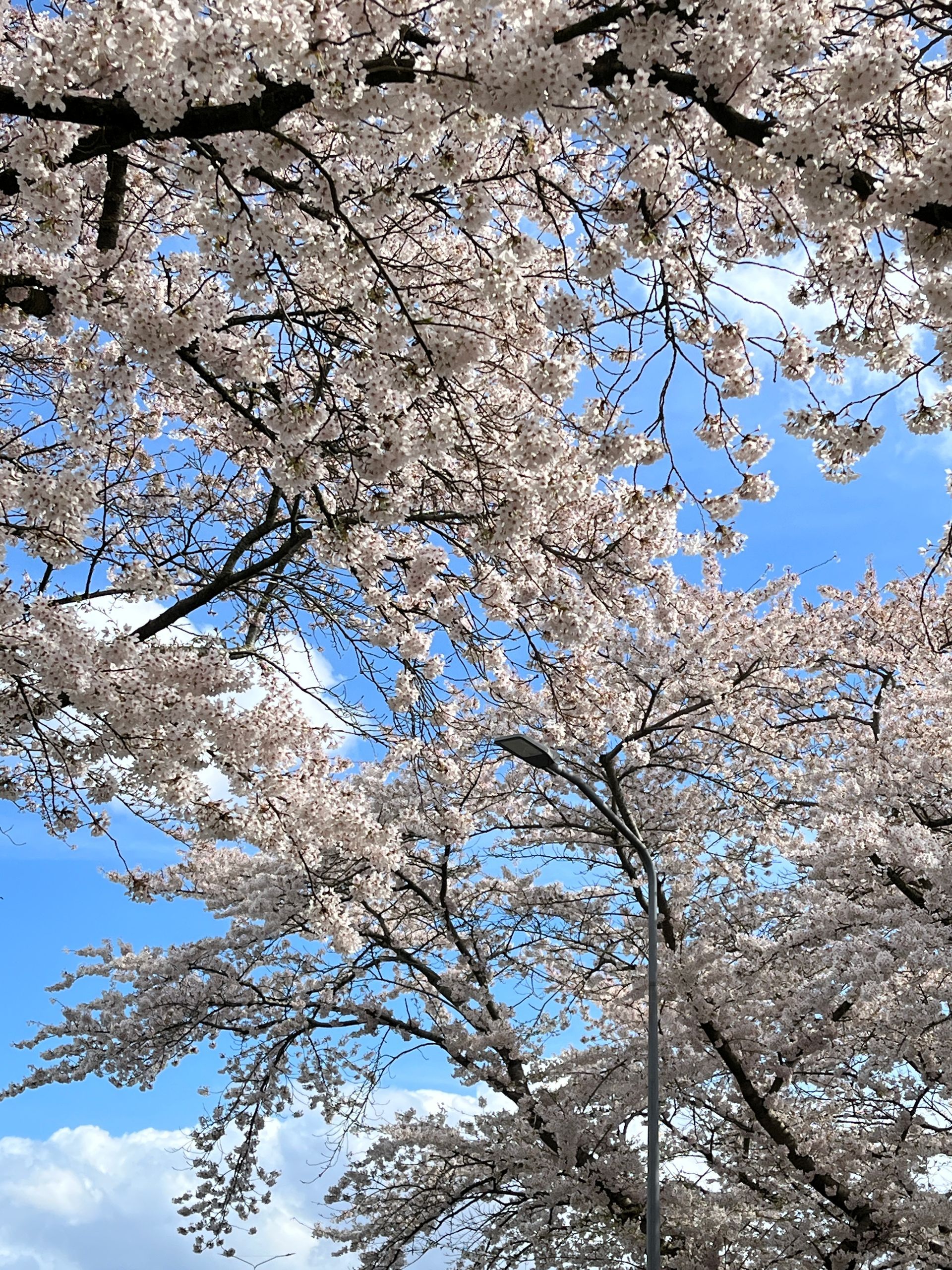 Onze week: Een nieuwe knuffel, een heerlijke  lunch, honkbaltoernooi en de bloesembomen