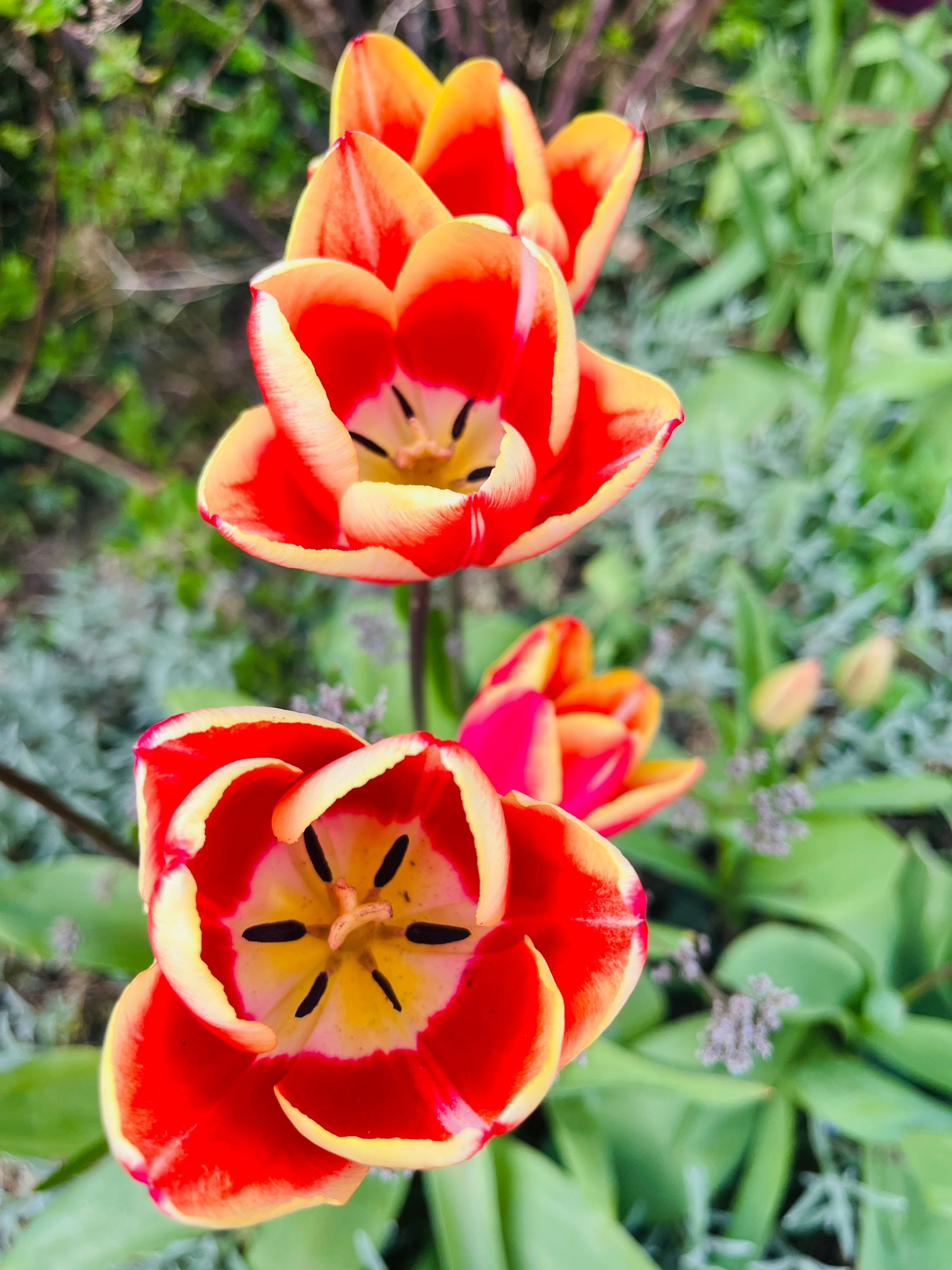 Onze week: 2e Paasdag, shoppen in Amsterdam, lente in de tuin en feest!