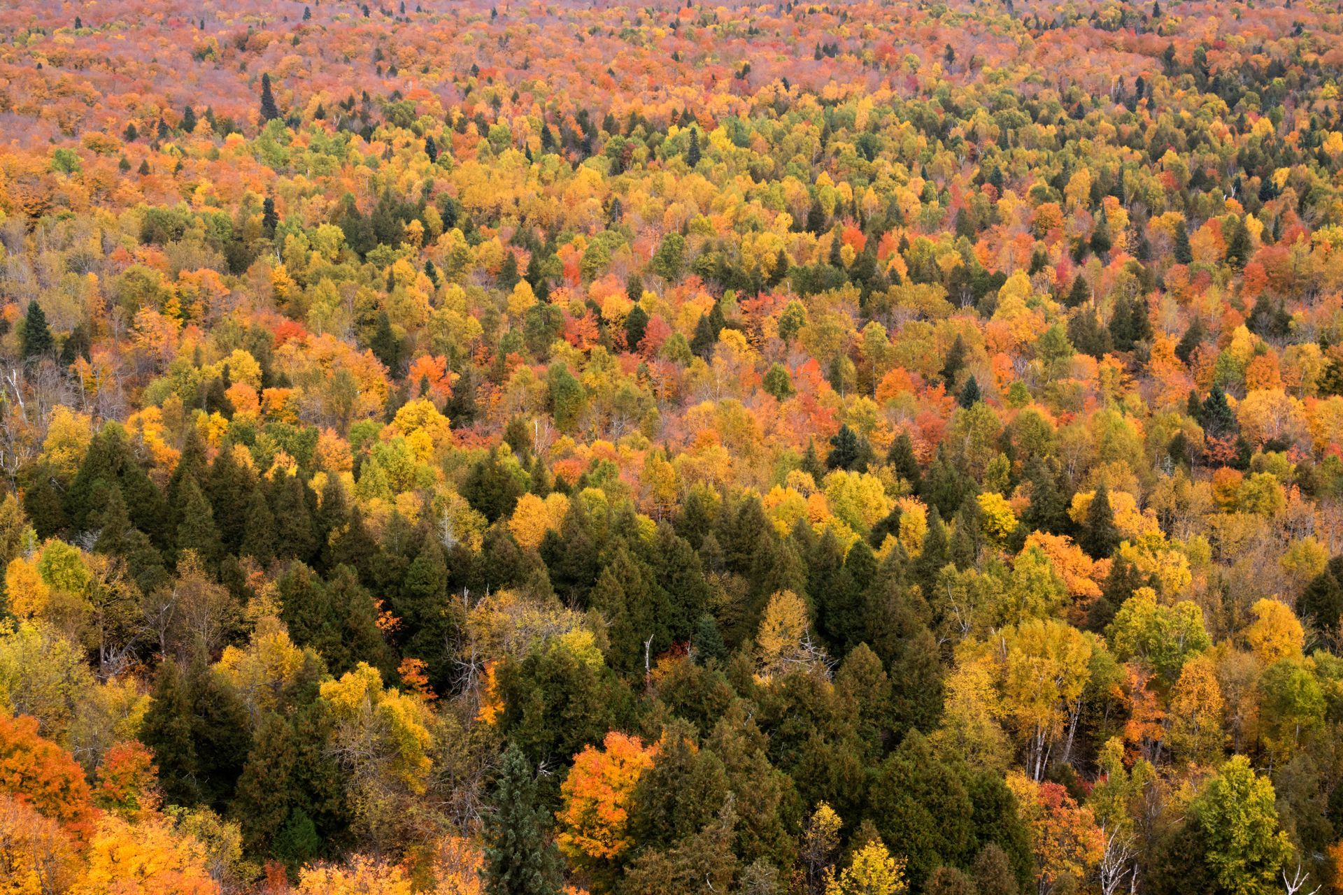 An aerial view of a forest with trees that are changing colors
