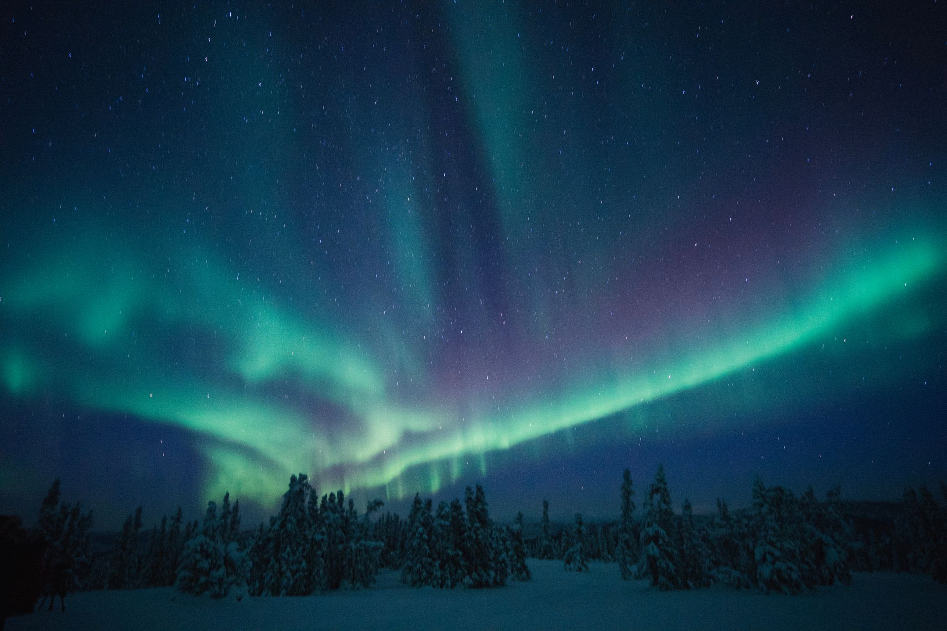 The aurora borealis is glowing in the night sky over a snowy forest.