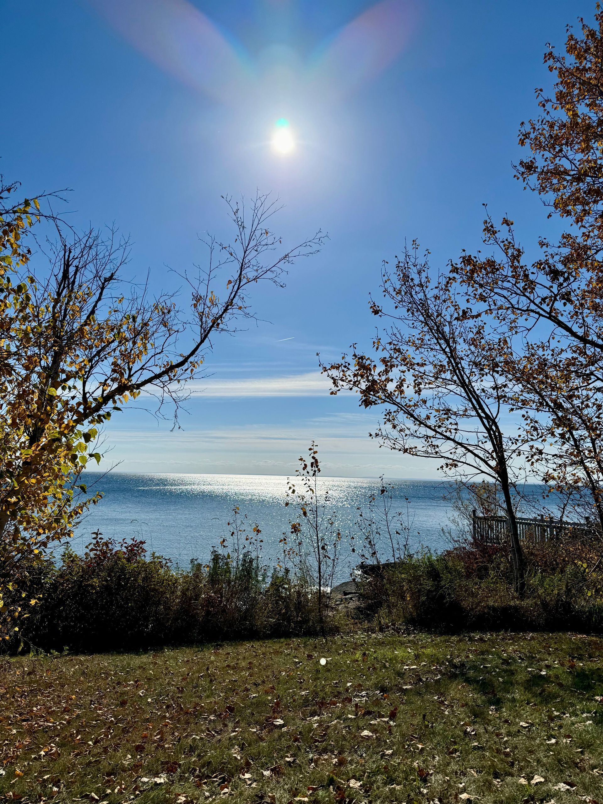 The sun is shining through the trees overlooking the ocean