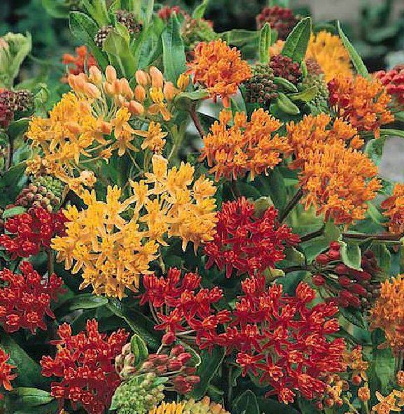 image 0  image 1  Request a custom order and have something made just for you. This seller usually responds within 24 hours. Asclepias tubrosa - Gay Butterflies