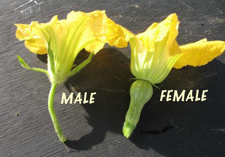 Male blossom, female flower, squash, cucumber, gourd