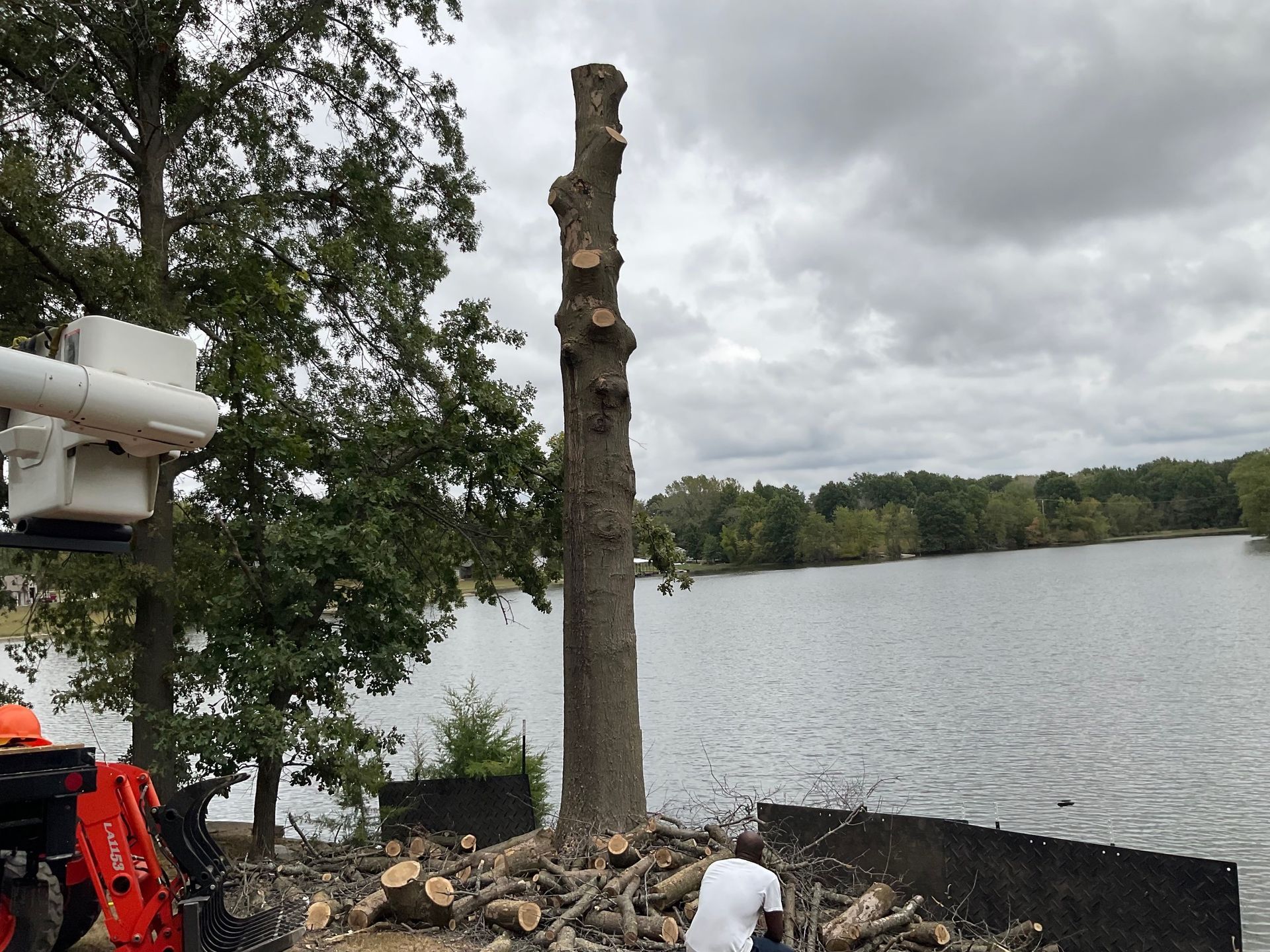 A man is sitting on a pile of logs next to a large tree.