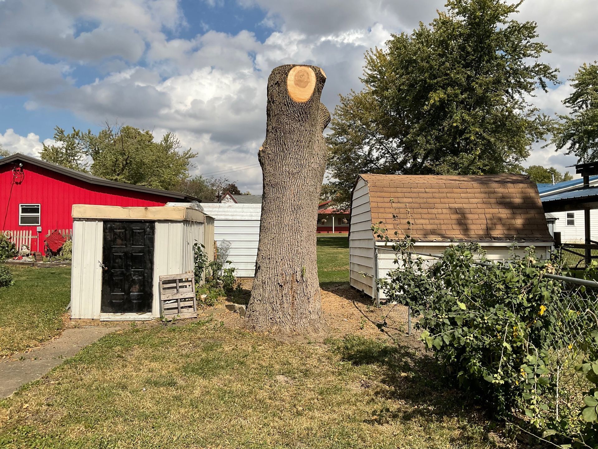 A large tree stump is sitting in the middle of a yard next to a shed.