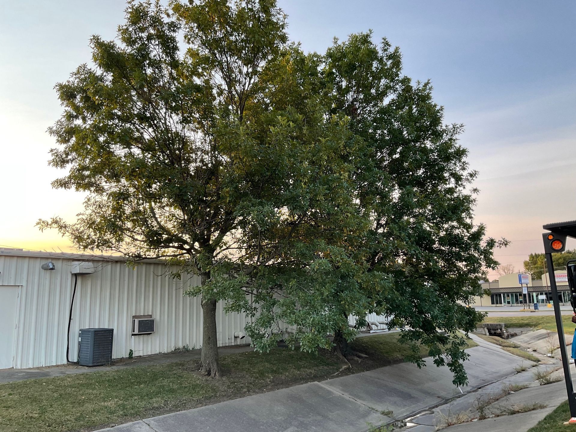 A white building with a tree in front of it