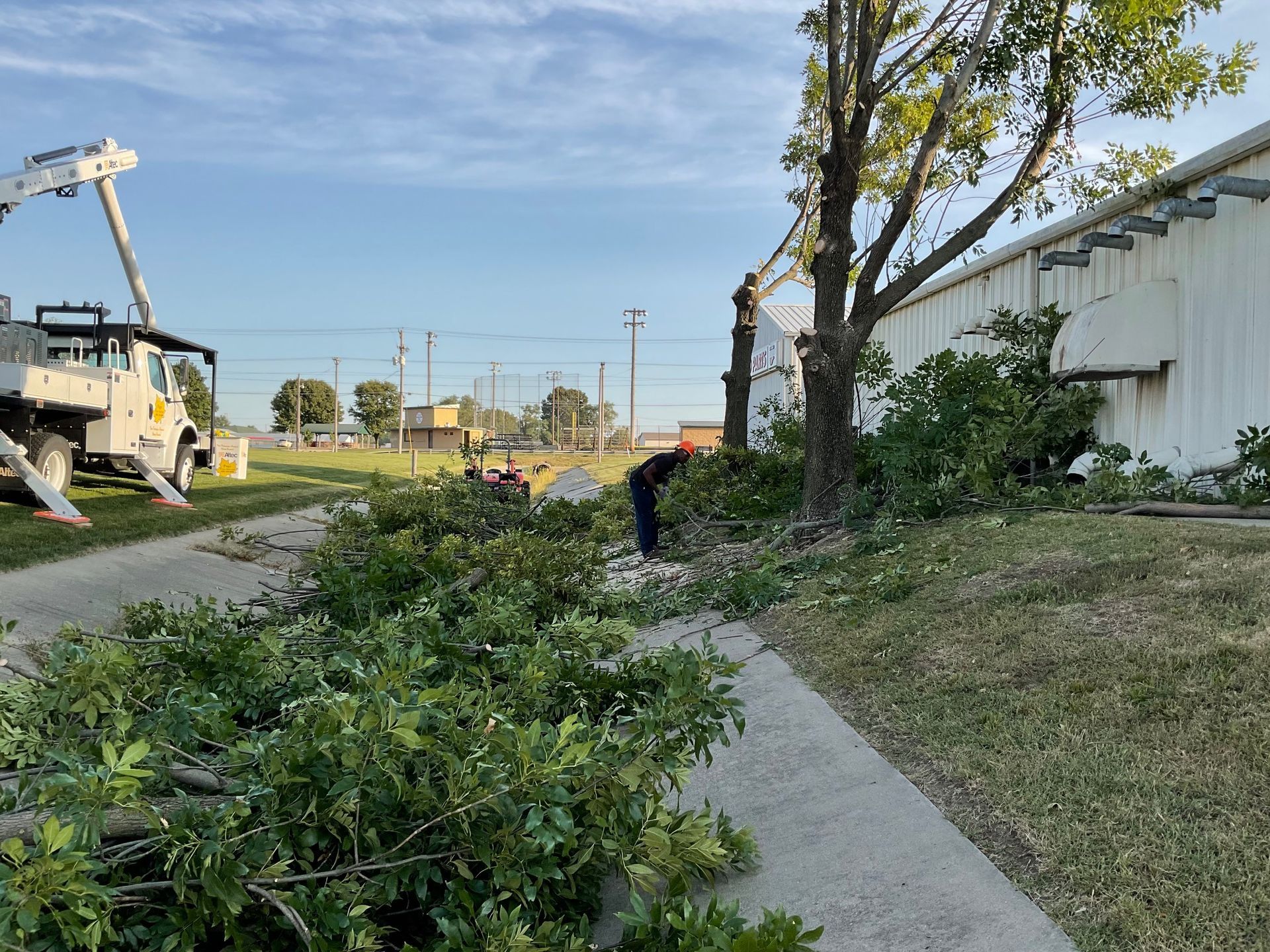 A crane is cutting a tree in front of a building.