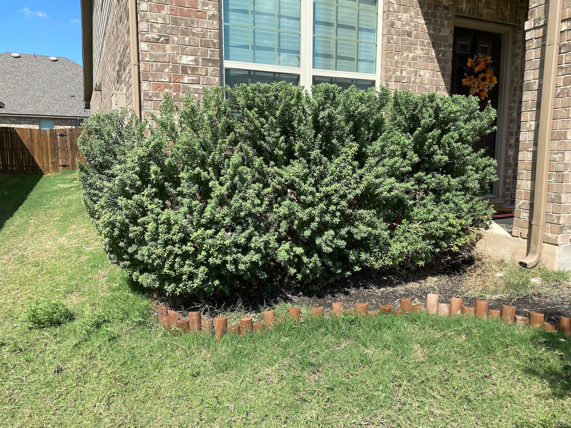 a bush is growing in front of a brick house .