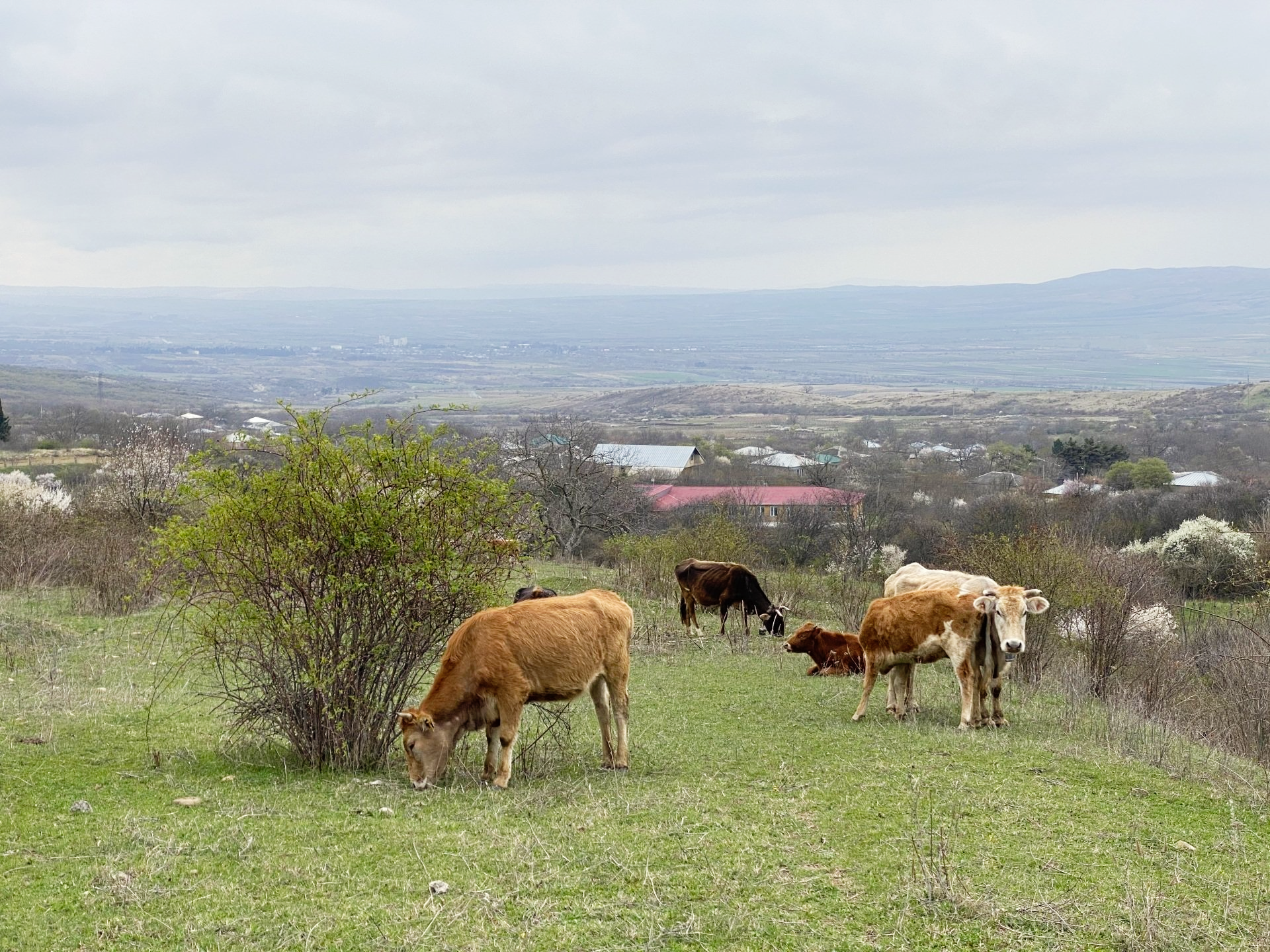 Cows grazing in a grassy field overlooking a valley under an overcast sky.