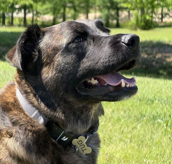 Close up photo of a dark, brindle colored dog outside in green grass