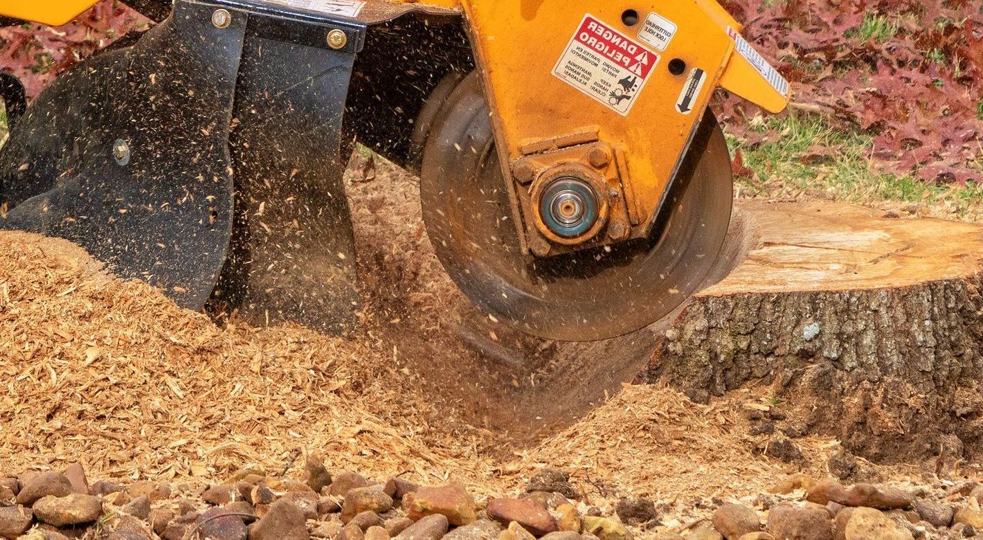 Un homme grimpe à un arbre avec une tronçonneuse.
