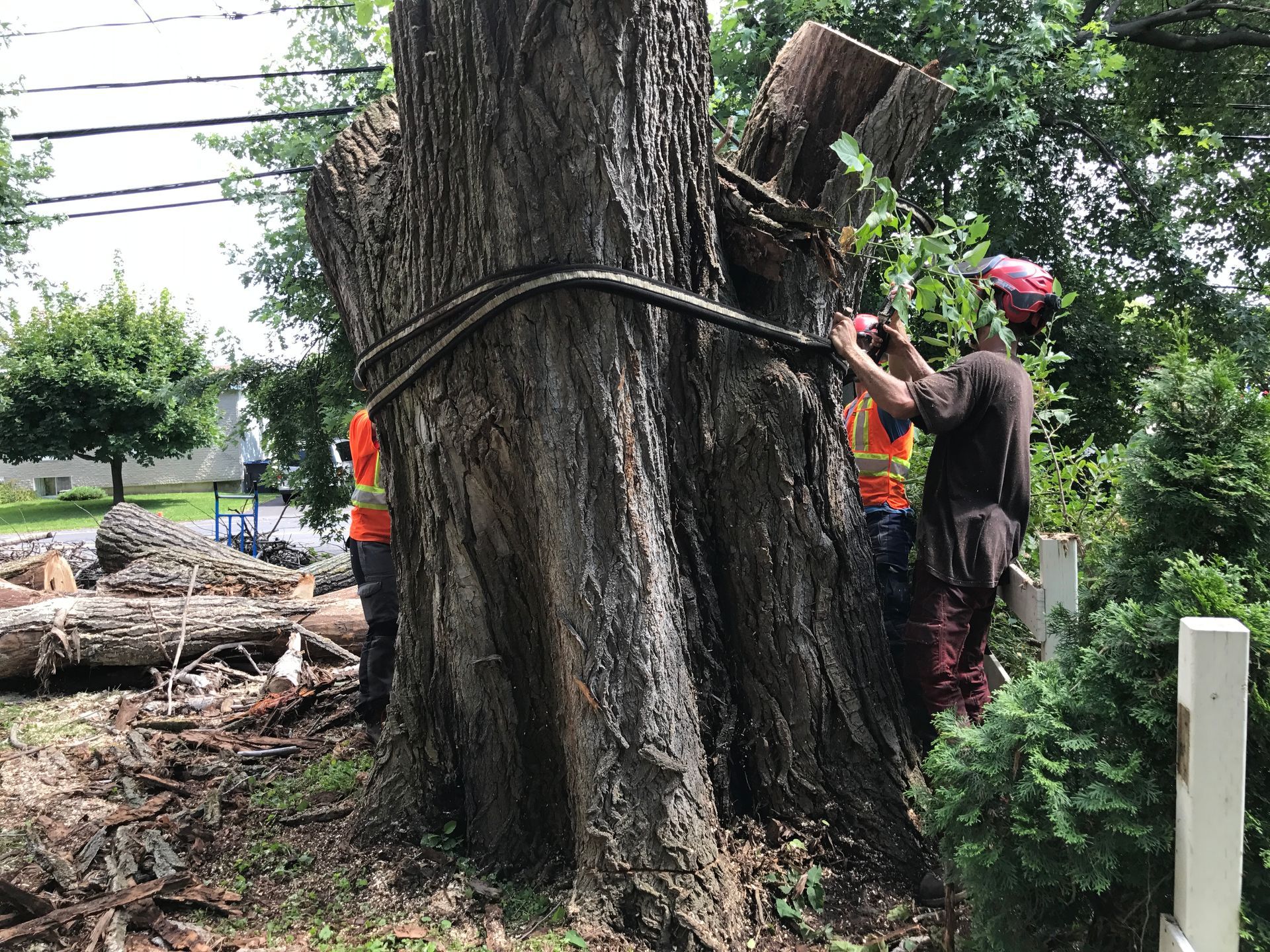 Un couple d'hommes se tient à côté d'un grand arbre.