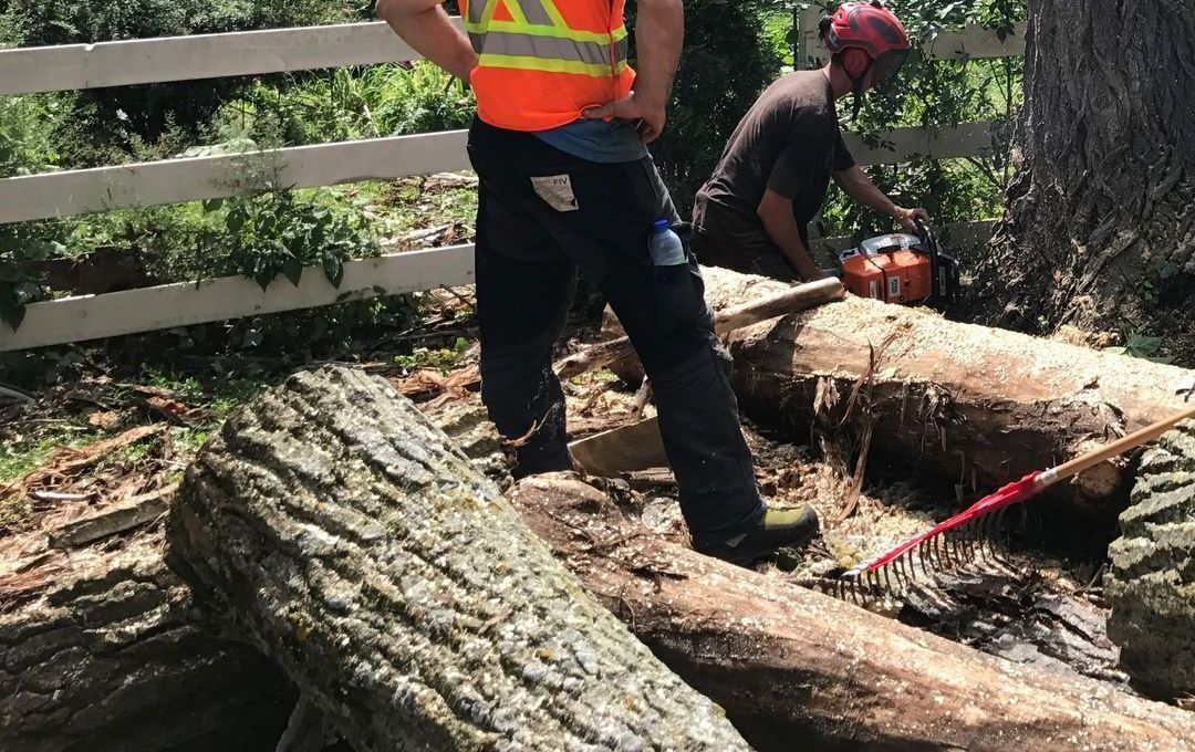 Un homme se tient à côté d'un tas de bûches tandis qu'un autre homme coupe un arbre avec une tronçonneuse.