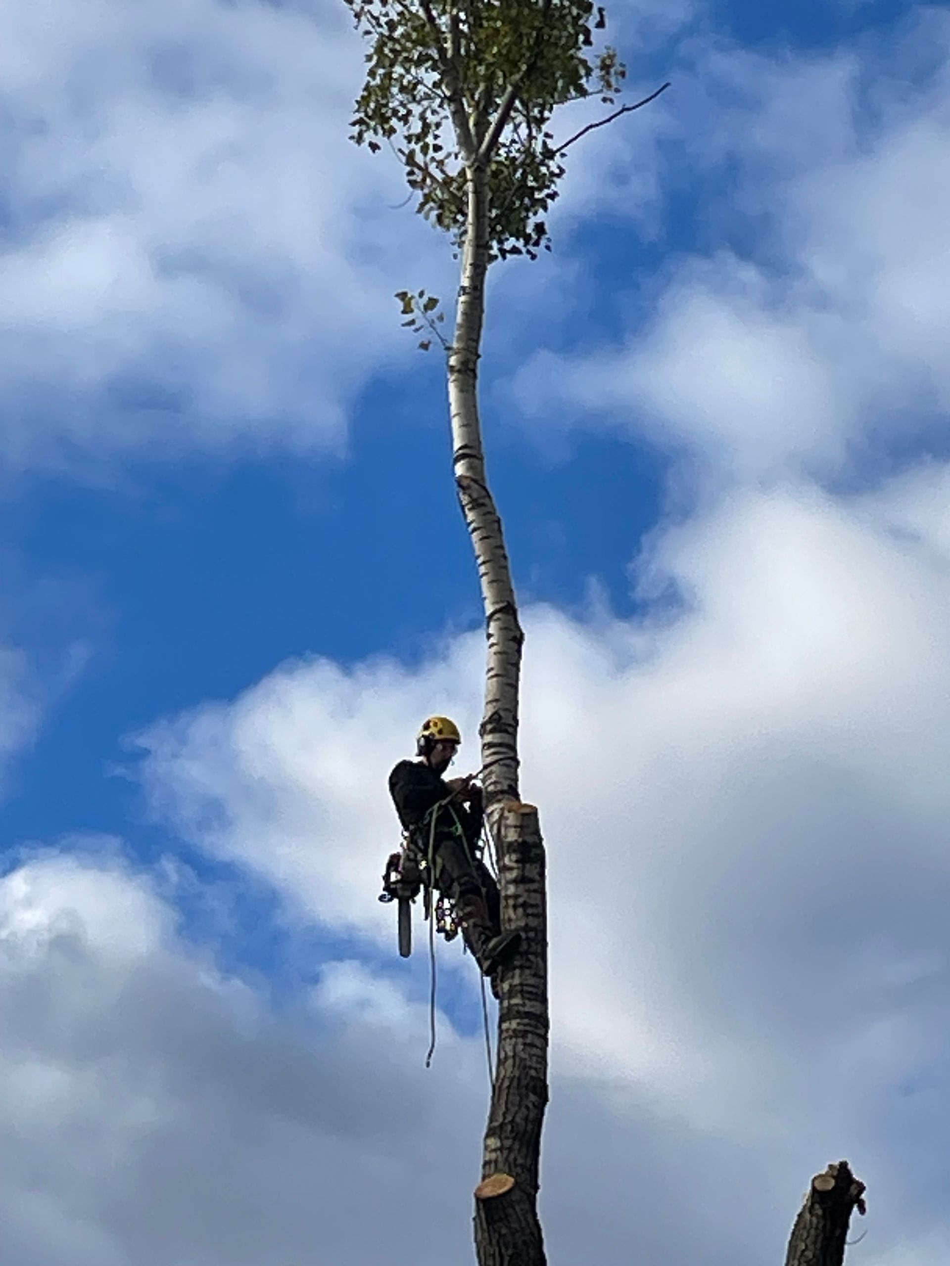 Un homme grimpe à un arbre avec une tronçonneuse.