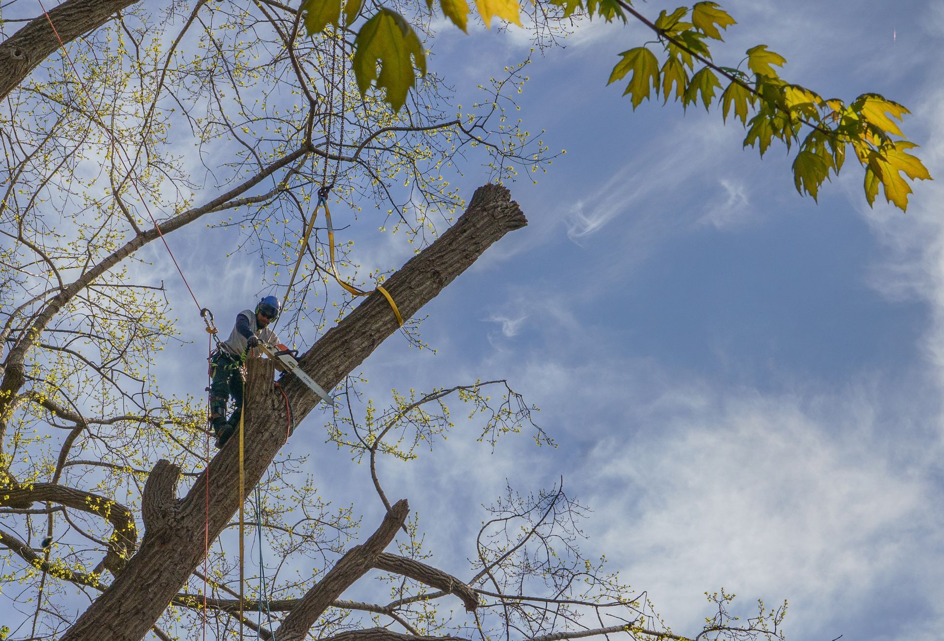 Un homme coupe une branche d'arbre avec une tronçonneuse.
