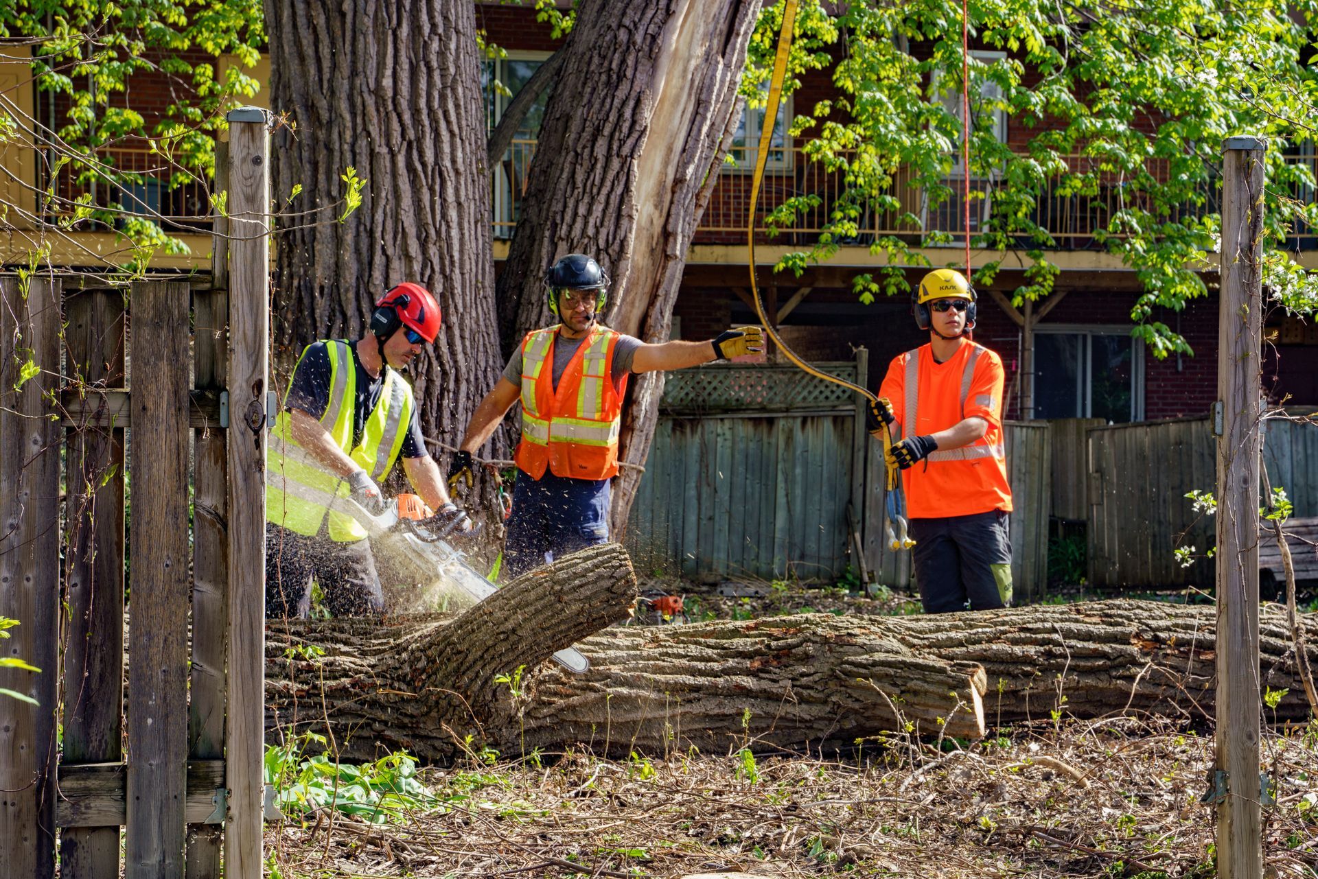 Un groupe d'hommes abat un arbre avec des tronçonneuses.