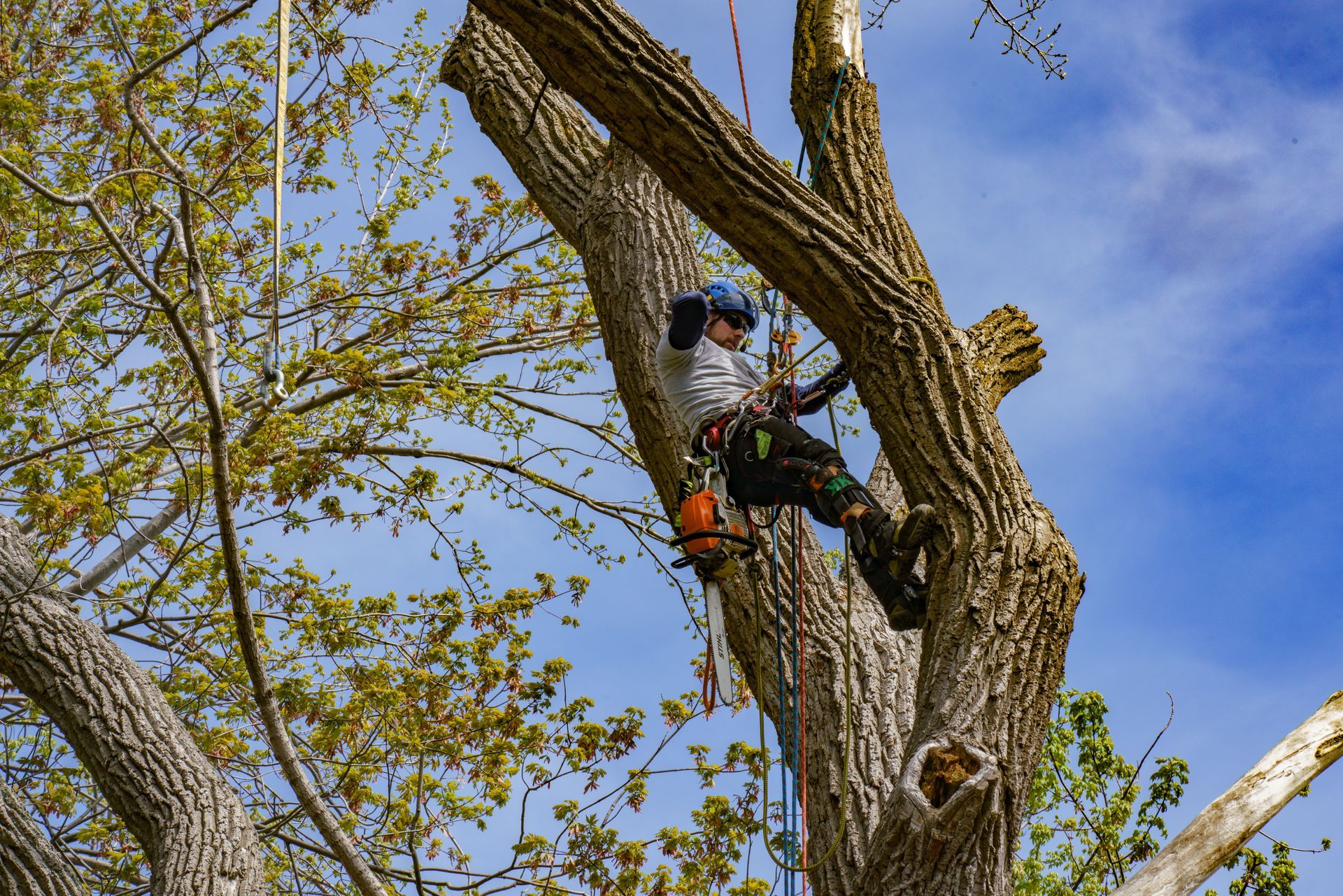 Un homme grimpe sur le côté d'un arbre.