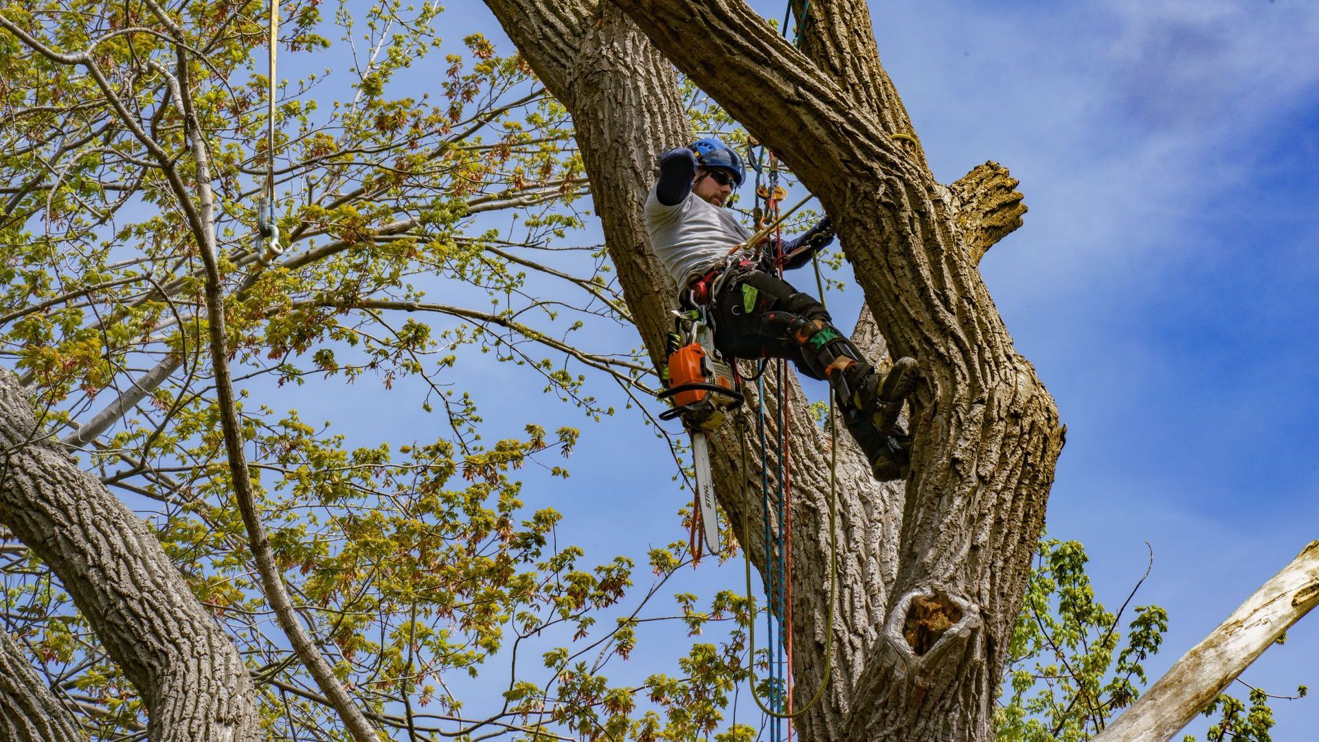 Arboriste dans un arbre, utilisant une tronçonneuse. Équipé d'un matériel de sécurité, sur fond de ciel bleu.