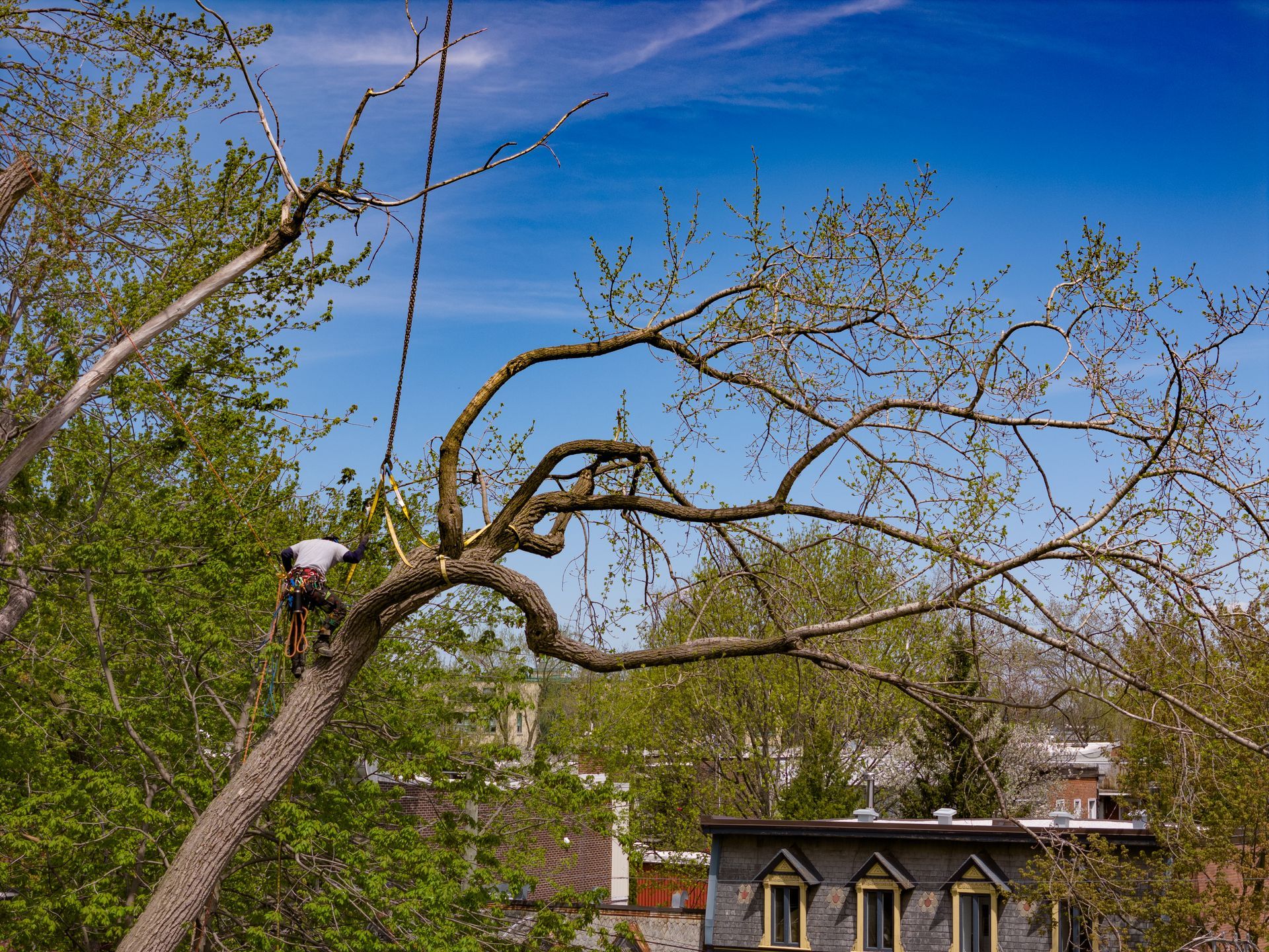 Un homme grimpe à un arbre devant une maison.