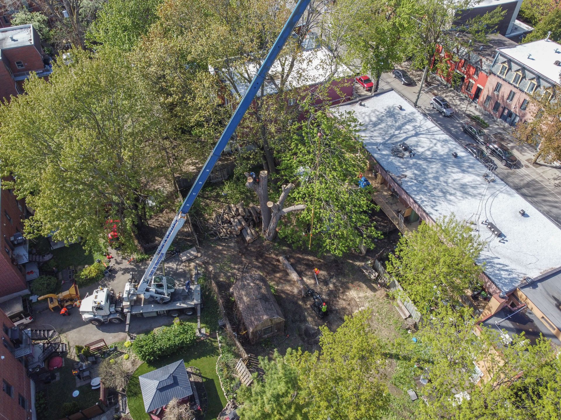 Une vue aérienne d'un arbre abattu par une grue.