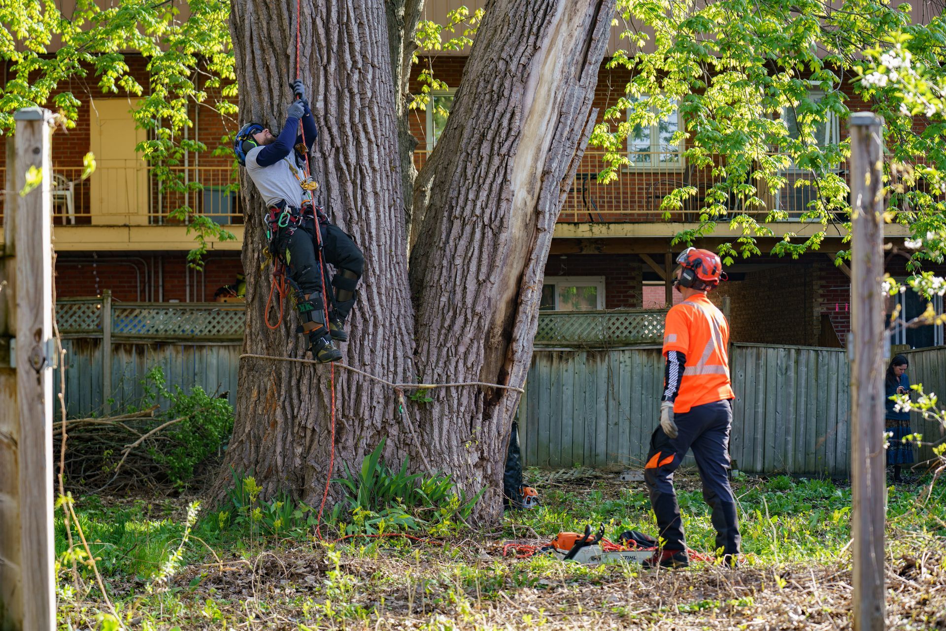 Un homme grimpe à un arbre avec une tronçonneuse tandis qu'un autre homme se tient à côté de lui.